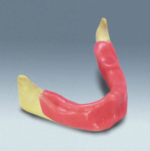 Denture anatomical model A-J KW frasaco