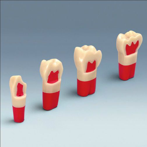 Tooth anatomical model Ak-6/2 ZPU frasaco