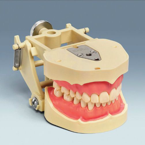 Denture anatomical model ANA-4 DAV frasaco