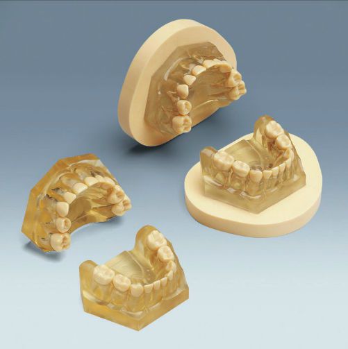 Denture anatomical model / child AM-5 E A frasaco