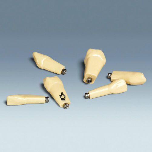 Tooth anatomical model ANKA-4 Z frasaco