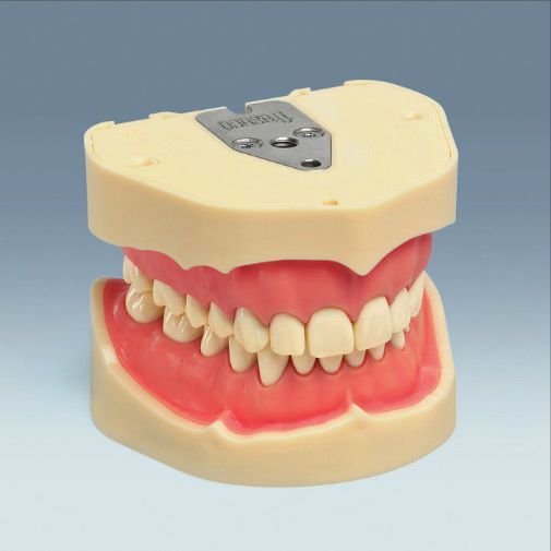 Denture anatomical model ANA-4 frasaco