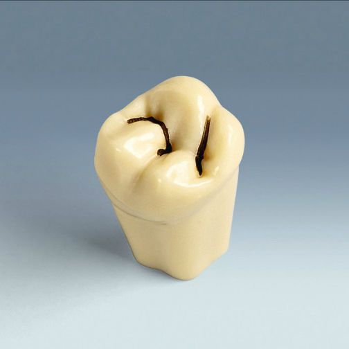 Tooth anatomical model ANA-4 ZFK17 frasaco