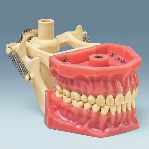 Denture anatomical model A-3 DA frasaco