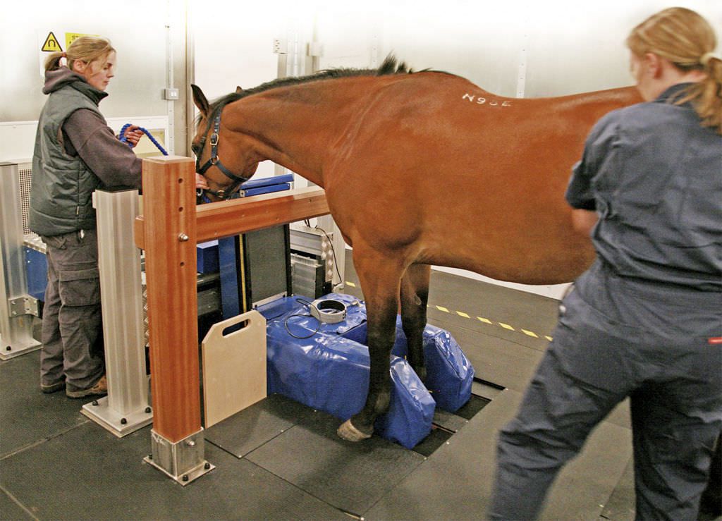 MRI system veterinary tomography system / for equines MRI Hallmarq Veterinary Imaging