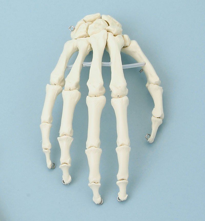Skeleton anatomical model 6001 Erler-Zimmer Anatomiemodelle