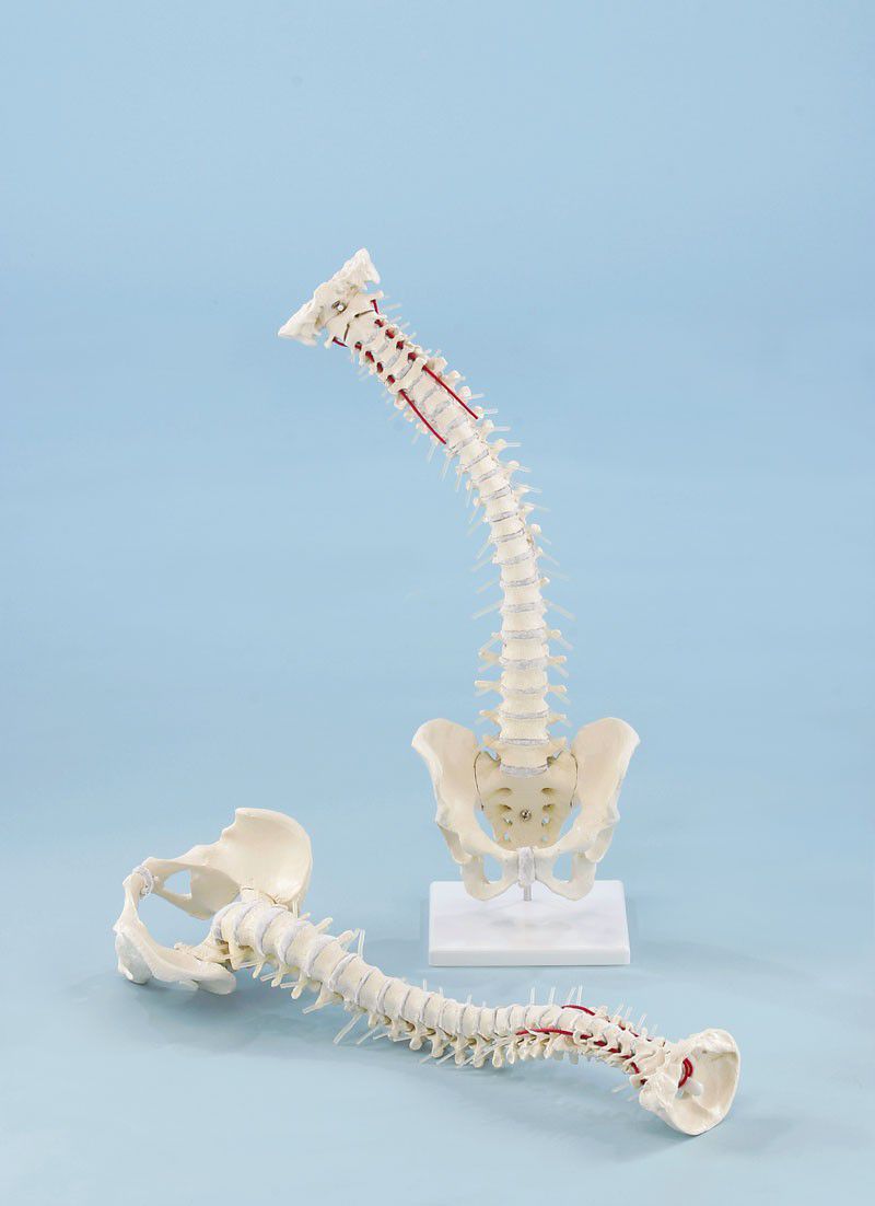 Vetebral column anatomical model / flexible / with removable pelvis 4009 Erler-Zimmer Anatomiemodelle
