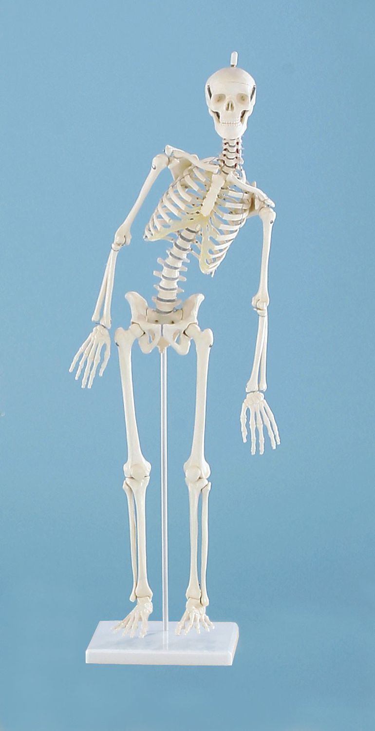 Skeleton anatomical model / miniature 3040 Paul Erler-Zimmer Anatomiemodelle