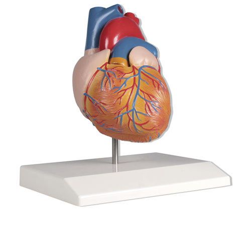 Heart anatomical model G210 Erler-Zimmer Anatomiemodelle