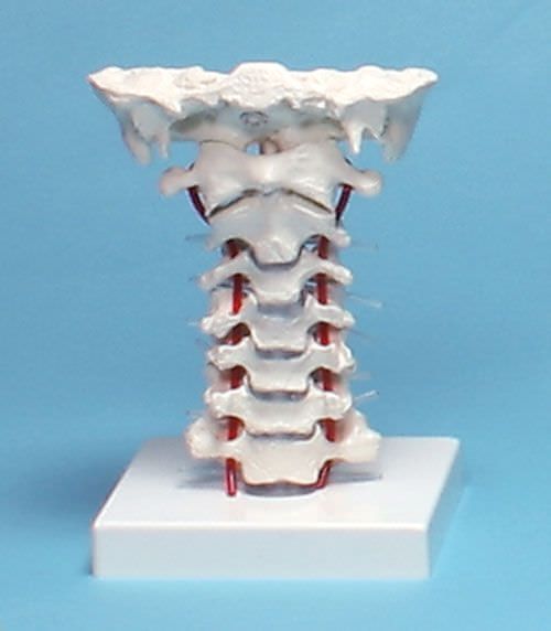 Health Management and Leadership Portal | Cervical vertebra anatomical ...
