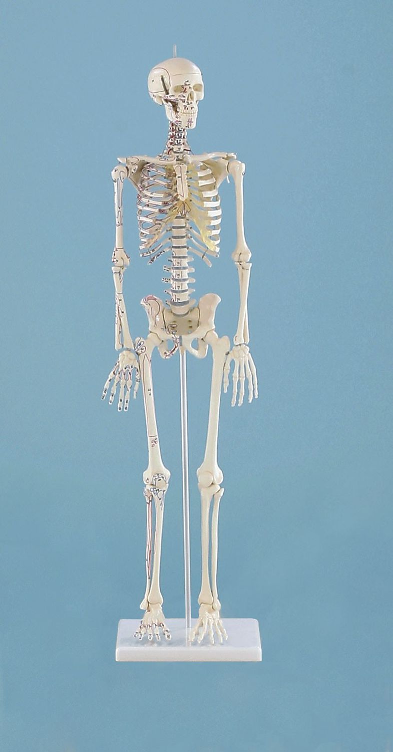 Skeleton anatomical model / with muscle marking 3035 Daniel Erler-Zimmer Anatomiemodelle