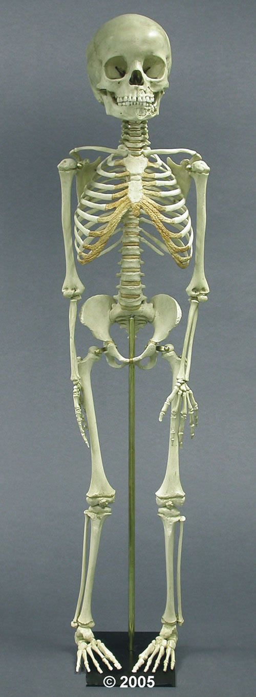 Skeleton anatomical model / child / articulated 2800 Erler-Zimmer Anatomiemodelle