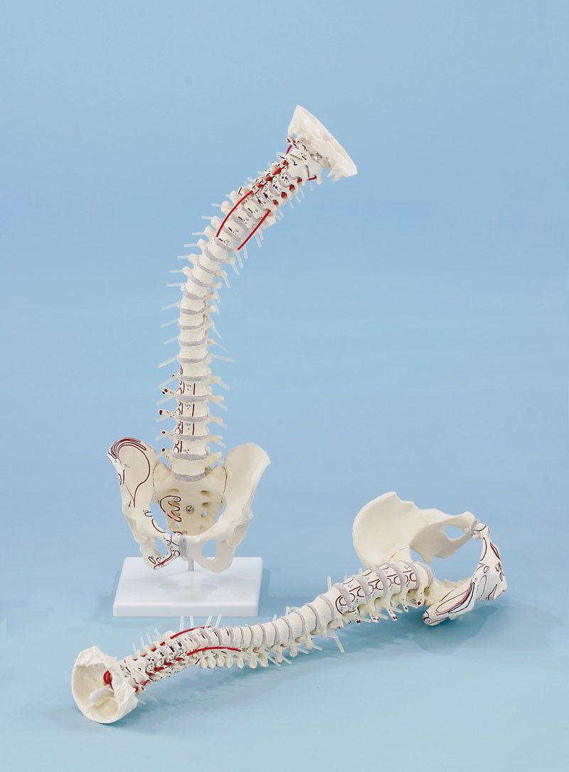 Vetebral column anatomical model / with muscle marking / with removable pelvis / flexible 4011/1 Erler-Zimmer Anatomiemodelle