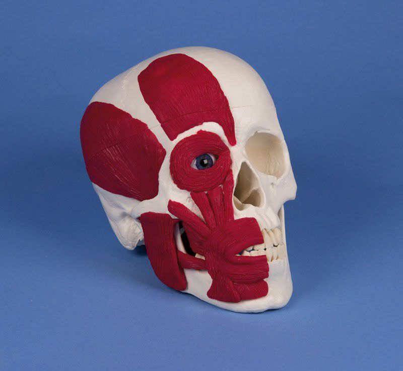 Skull anatomical model / articulated / with musculature 4514 Erler-Zimmer Anatomiemodelle