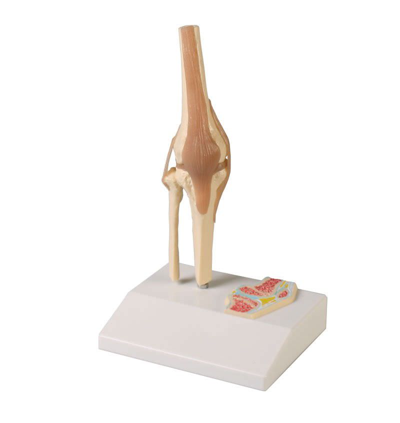 Joints anatomical model / knee / miniature 4522 Erler-Zimmer Anatomiemodelle