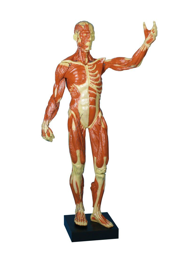 Muscular anatomical model / male B90 Erler-Zimmer Anatomiemodelle