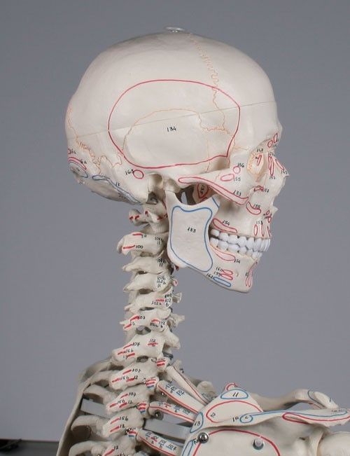 Skeleton anatomical model / articulated / with muscle marking 3010 Bert Erler-Zimmer Anatomiemodelle