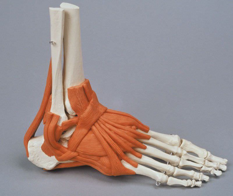 Skeleton anatomical model / foot 6058 Erler-Zimmer Anatomiemodelle