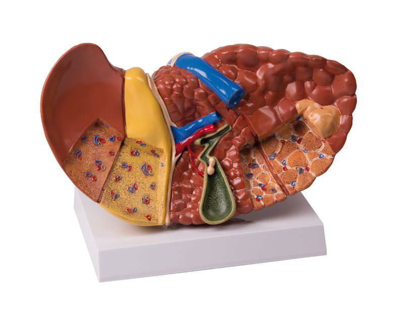 Liver anatomical model K75 Erler-Zimmer Anatomiemodelle