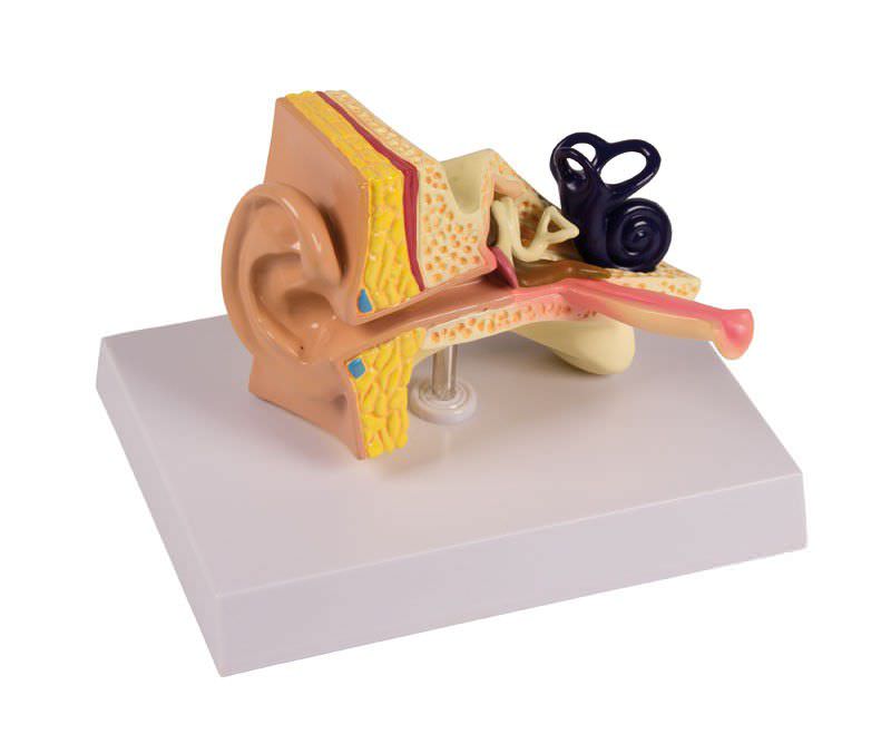 Ear canal anatomical model / child E25 Erler-Zimmer Anatomiemodelle
