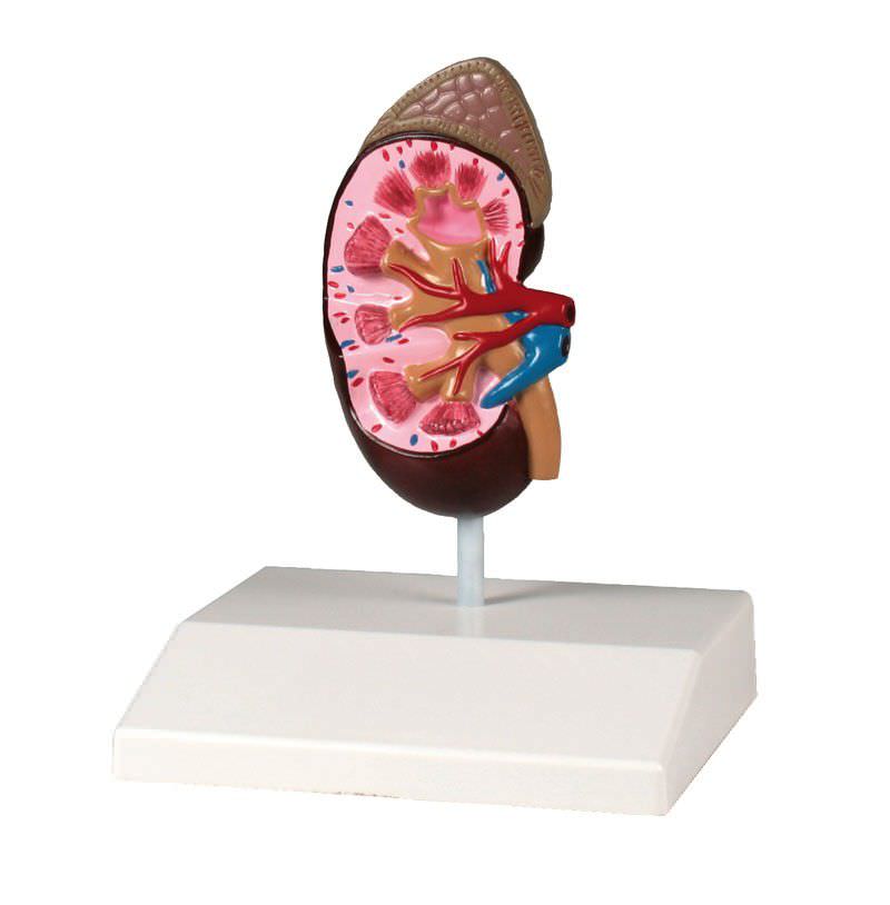 Anatomical model with adrenal gland / kidney K212 Erler-Zimmer Anatomiemodelle