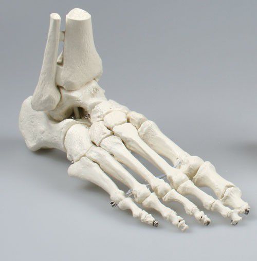Foot anatomical model / skeleton / tibia 6053 Erler-Zimmer Anatomiemodelle
