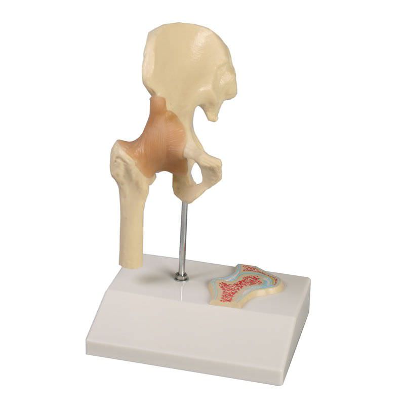 Hip anatomical model / joints / miniature 4523 Erler-Zimmer Anatomiemodelle