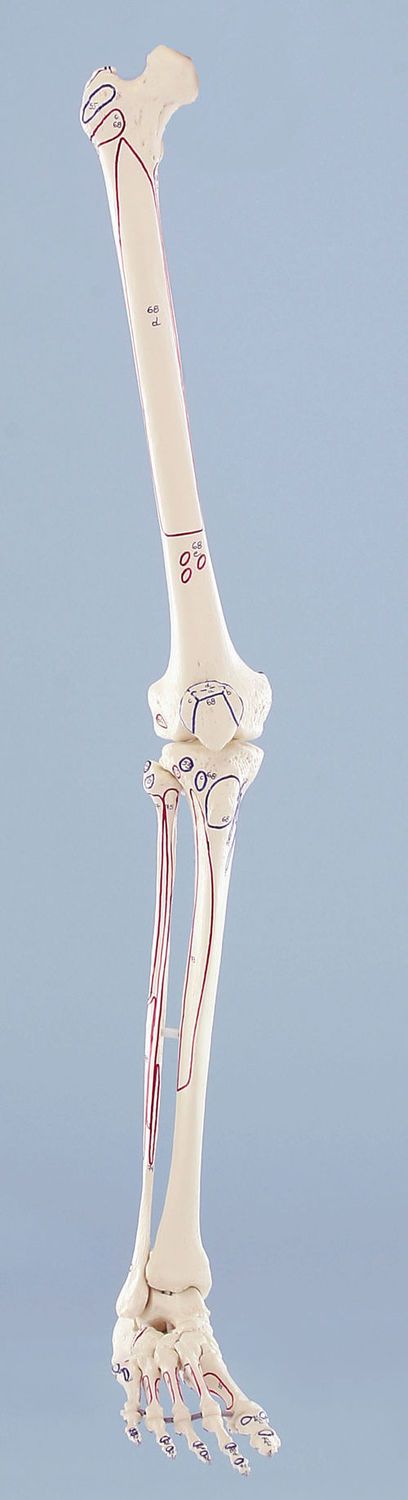 Skeleton anatomical model / leg / with muscle marking 6071 Erler-Zimmer Anatomiemodelle