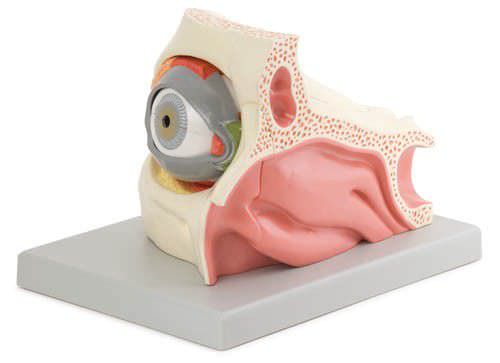 Eye anatomical model / with orbit F160 Erler-Zimmer Anatomiemodelle