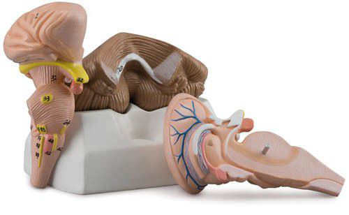 Brainstem anatomical model C160 Erler-Zimmer Anatomiemodelle