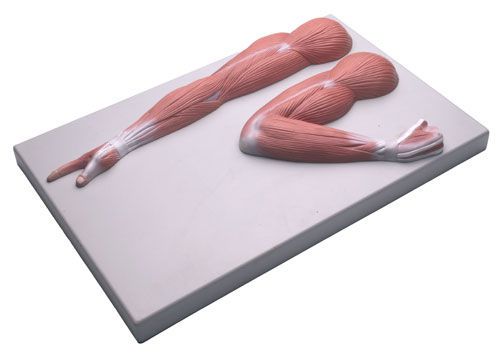 Arm anatomical model M110 Erler-Zimmer Anatomiemodelle