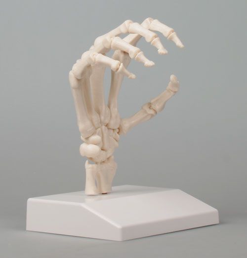 Skeleton anatomical model 6003 Erler-Zimmer Anatomiemodelle