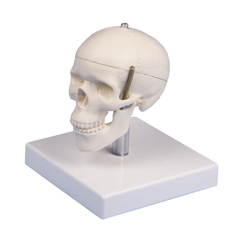 Skull anatomical model / miniature 4650 Erler-Zimmer Anatomiemodelle