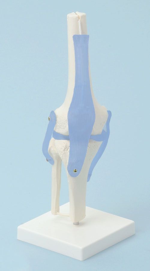 Joints anatomical model / knee 4552 Erler-Zimmer Anatomiemodelle