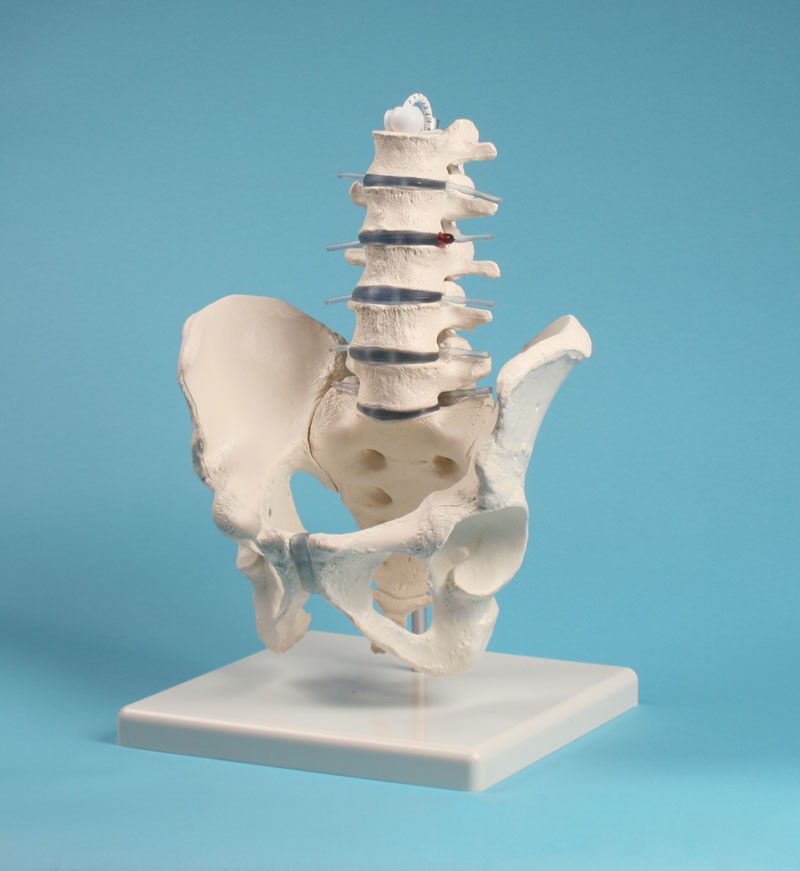 Pelvis anatomical model / lumbar vertebra 4040 Erler-Zimmer Anatomiemodelle