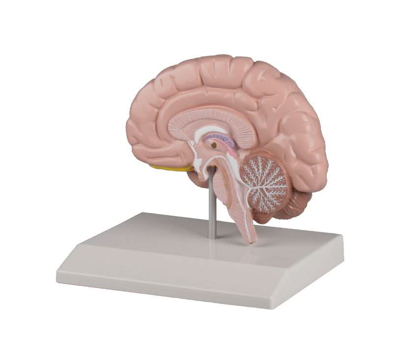 Brain anatomical model C215 Erler-Zimmer Anatomiemodelle