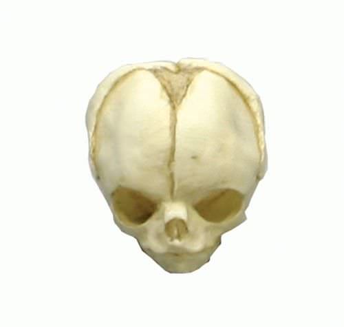 Skull anatomical model / fetus / articulated 4765 Erler-Zimmer Anatomiemodelle