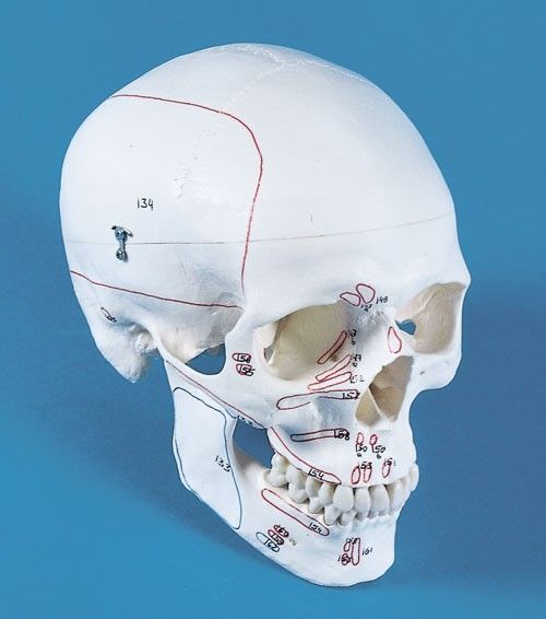 Skull anatomical model / articulated / with muscle marking 4509 Erler-Zimmer Anatomiemodelle