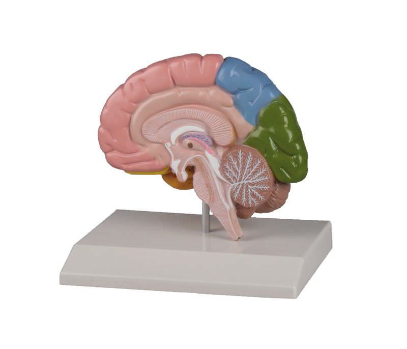 Brain anatomical model C221 Erler-Zimmer Anatomiemodelle