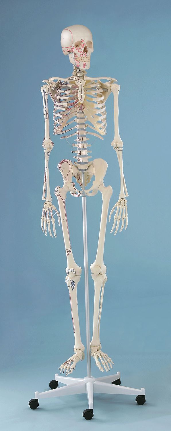 Skeleton anatomical model / articulated / with muscle marking 3008 Arnold Erler-Zimmer Anatomiemodelle