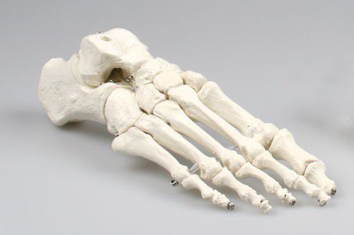 Skeleton anatomical model / foot 6050 Erler-Zimmer Anatomiemodelle