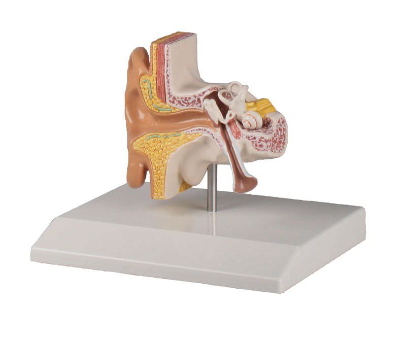 Ear canal anatomical model E220 Erler-Zimmer Anatomiemodelle