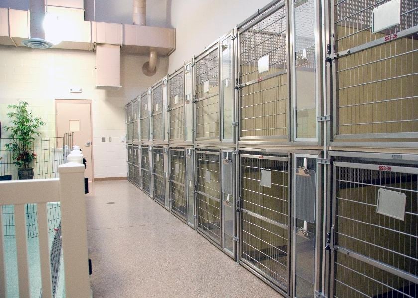 Veterinary cage Mason