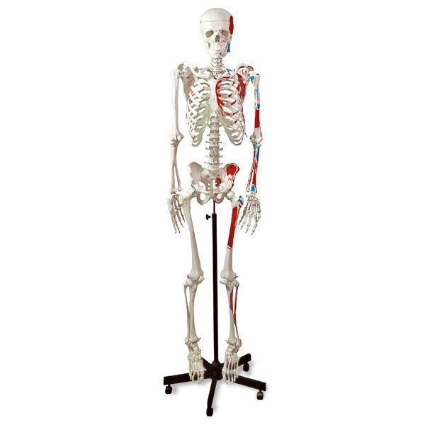 Skeleton anatomical model / with muscle marking LA00100G Nasco