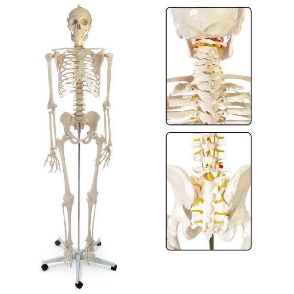 Skeleton anatomical model / miniature SB02011G Nasco