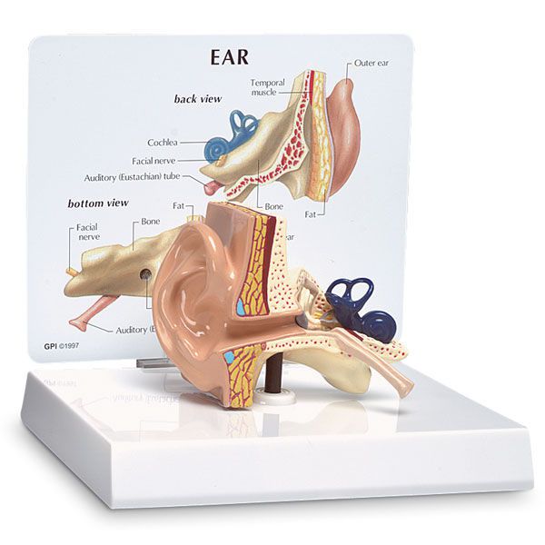 Ear canal anatomical model SB32980G Nasco