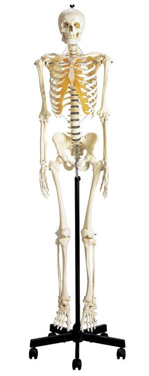 Skeleton anatomical model S100 Sakamoto Model Corporation