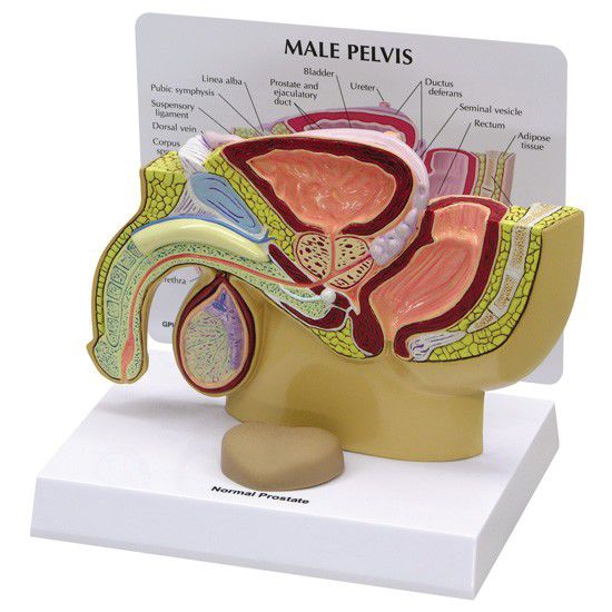 Pelvis anatomical model / male 3550 GPI Anatomicals