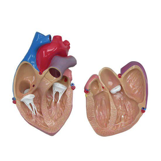 Heart anatomical model 2500 GPI Anatomicals