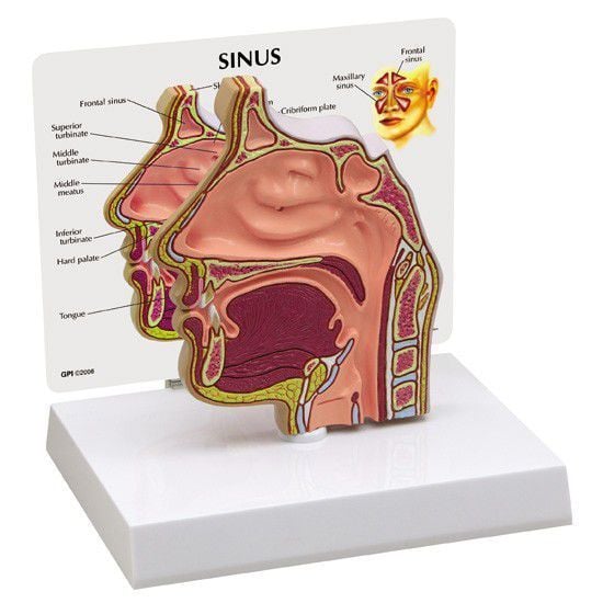 Nasal cavity anatomical model 2850 GPI Anatomicals